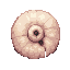 Echo-Muschel